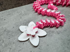 Cherry Blossom Dragon